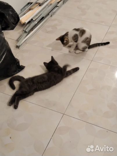 Чудесные маленькие котики в добрые руки