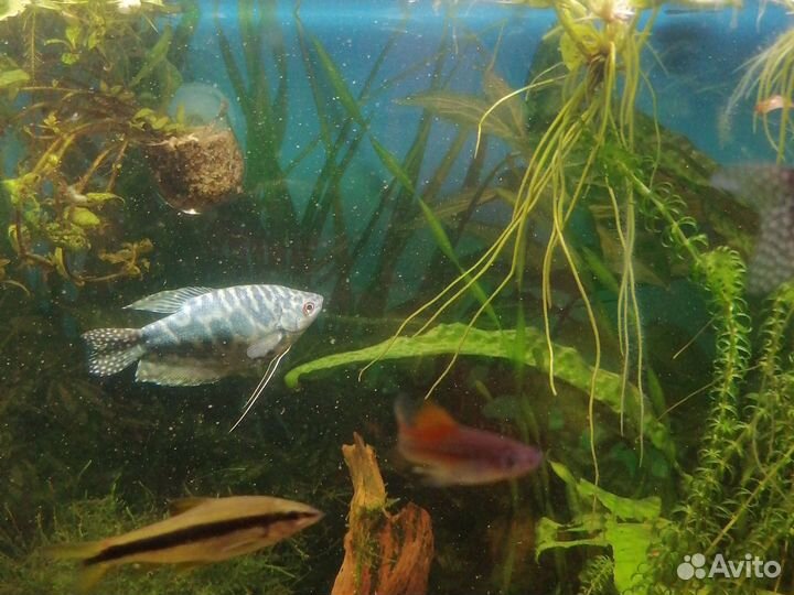 Гурами мраморный