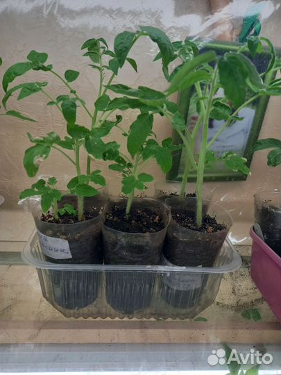 Рассада помидор