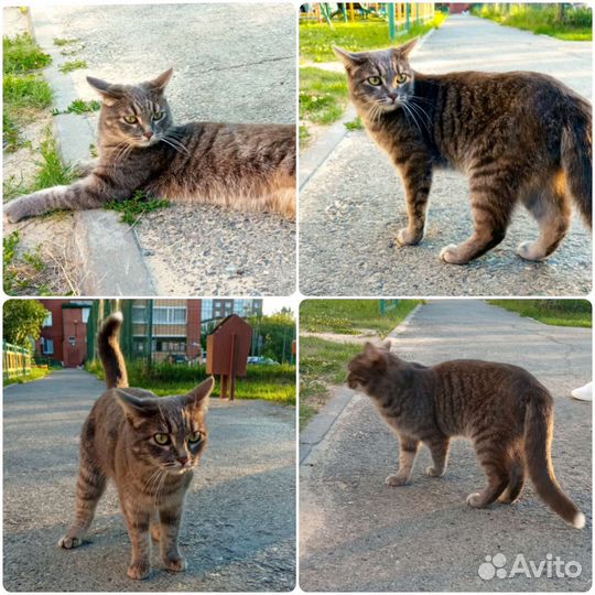 Красивая кошечка ищет дом