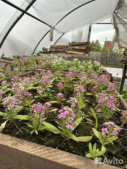 Рассада цветов