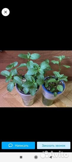 Мята перечная, шоколадная, кучерявая