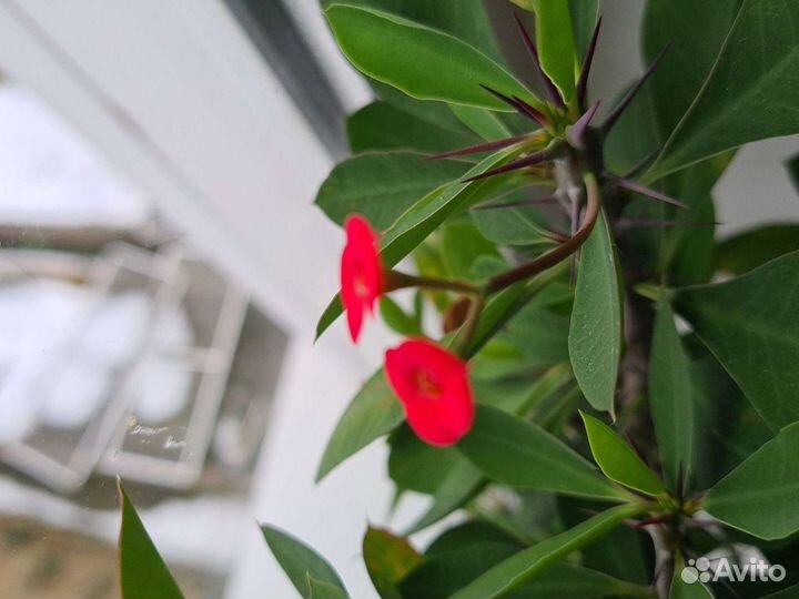 Эуфорбия 60см