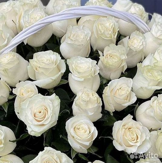 Высокие розы Гигантские Розы 150 160 170 180 190см