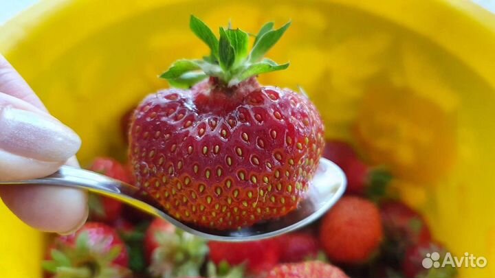 Клубника усы и розетки