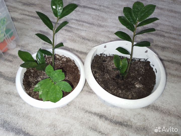 Замиокулькас