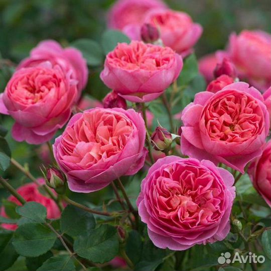 Розы Кустовая, Парковая, Плетущаяся