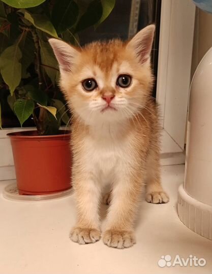 Шотландские котята драгоценных окрасов