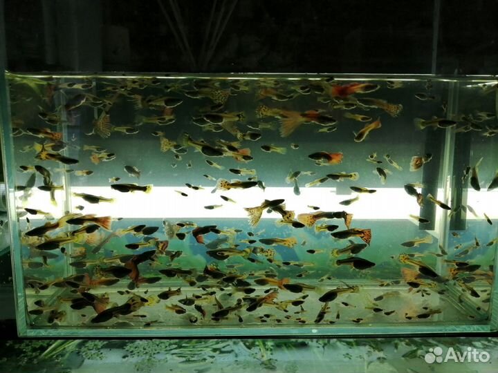 Рыбки гуппи