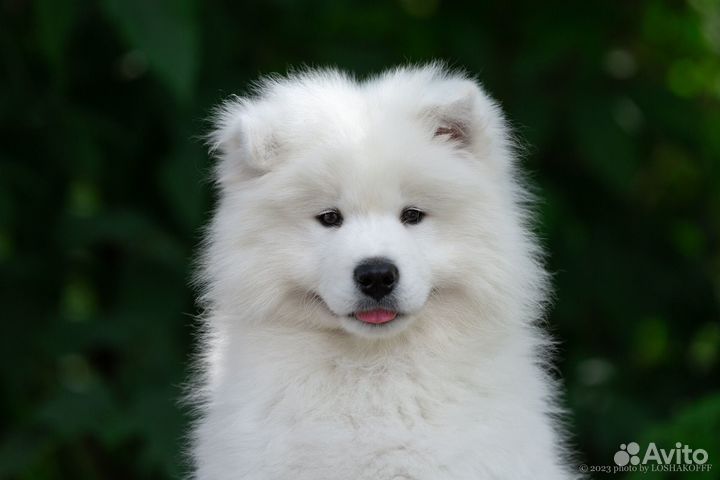 Щенки самоеда