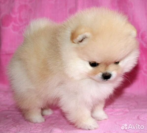 Померанский миник пом