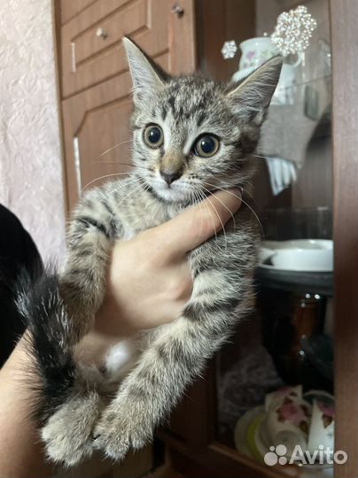 Кошки