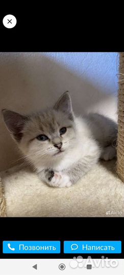 Котенок от кошечки породы Сноу шу