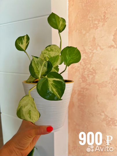 Комнатные цветые и растения