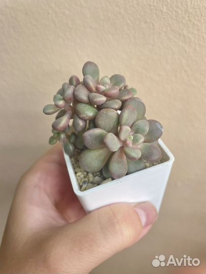 Суккуленты