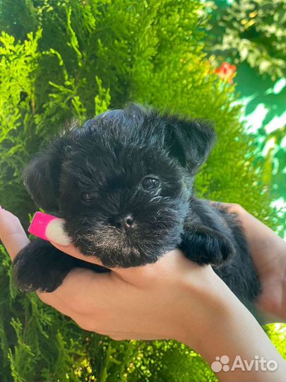 Аффенпинчер