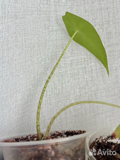 Алоказия лонгилоба кобра