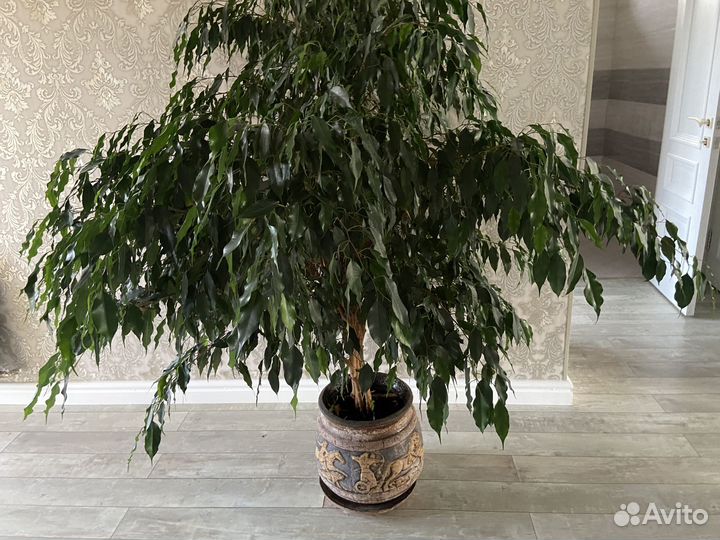 Фикус бенджамина большой