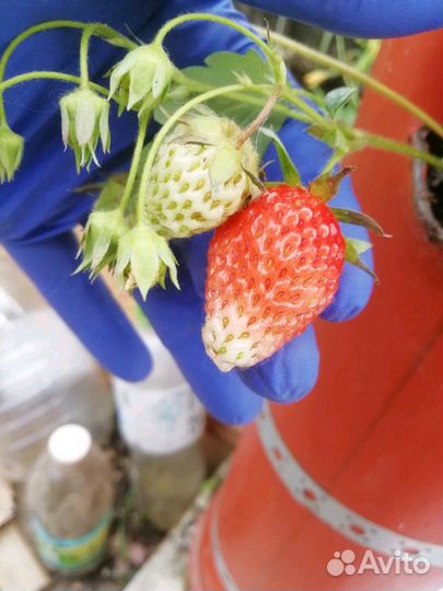 Вертикальные грядки