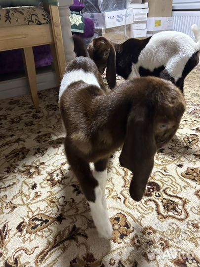 Козочка камори