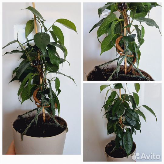 Фикус бенджамина