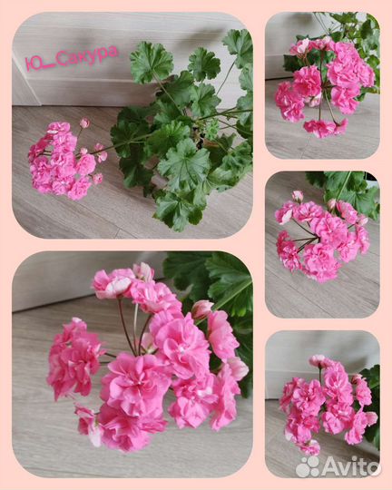 Пеларгония герань сортовая коллекционная