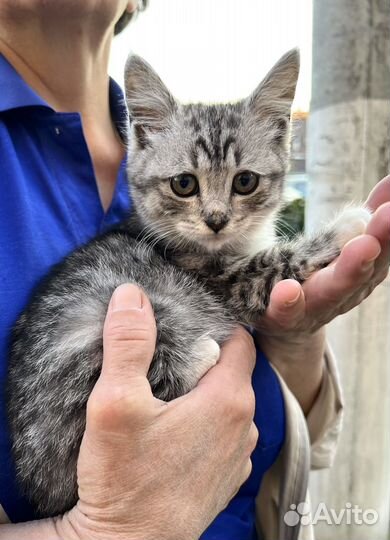 Котенок Василиса