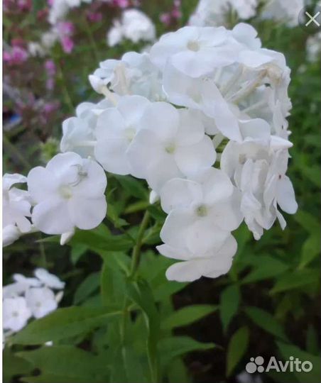 Флоксы белые, многолетние