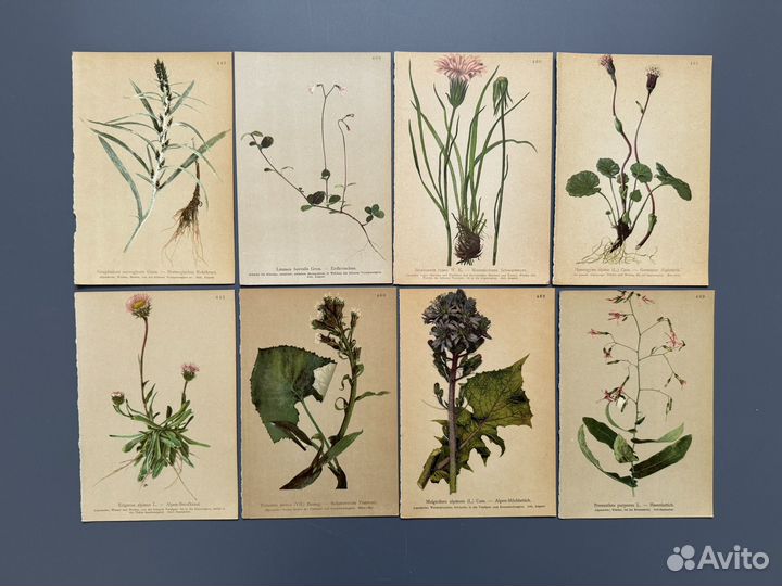 Винтажные иллюстрации. Цветы. Ботаника. Германия
