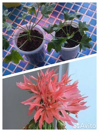 Домашние цветочки(любой 150 р)