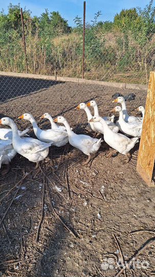 Продам гусей