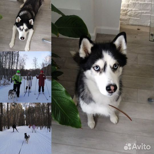 Передержка маленьких и средних собак в семье