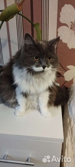 Передержка животных