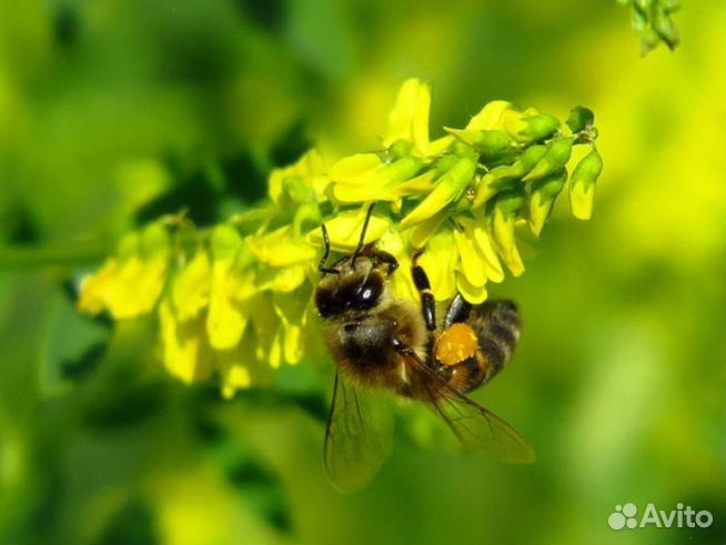 Мед 24 года из Алтая опт