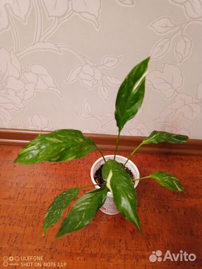 Спатифиллум Джемини