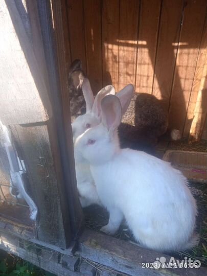 Продам крольчат