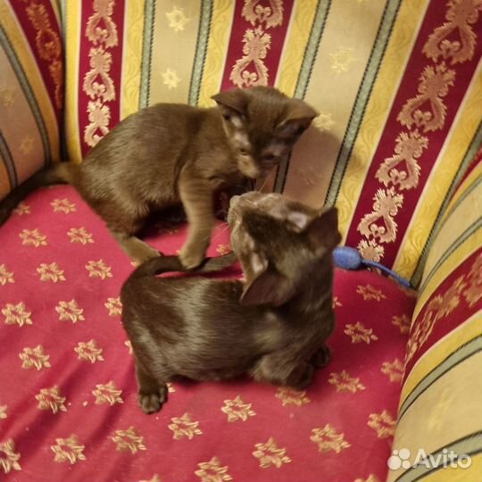 Ориентальные котята