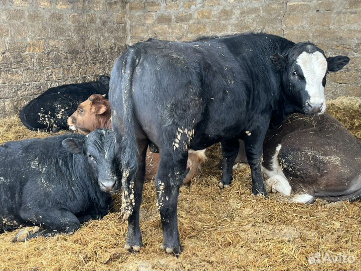 Быки обирдины