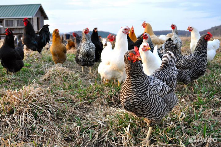 Куры молодки несушки