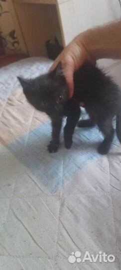 Котенок в дар бесплатно