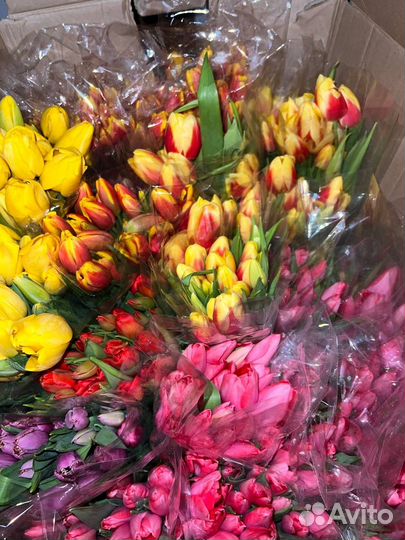 Тюльпаны к 8 марта опт