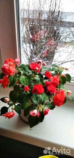 Бальзамин махровый