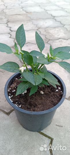 Перец горький рассада