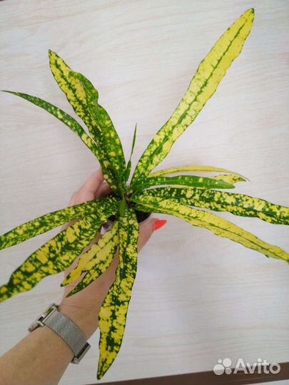 Кротон брызги шампанского