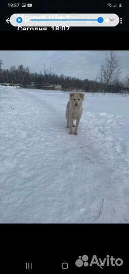 Собака в добрые руки отдам бесплатно