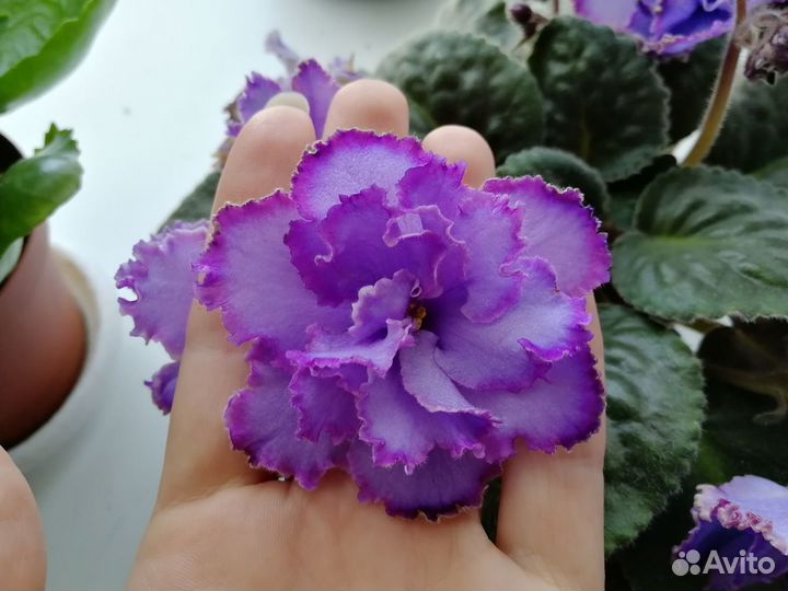 Фиалка Blue Dragon листья