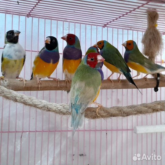 Амадины гульда