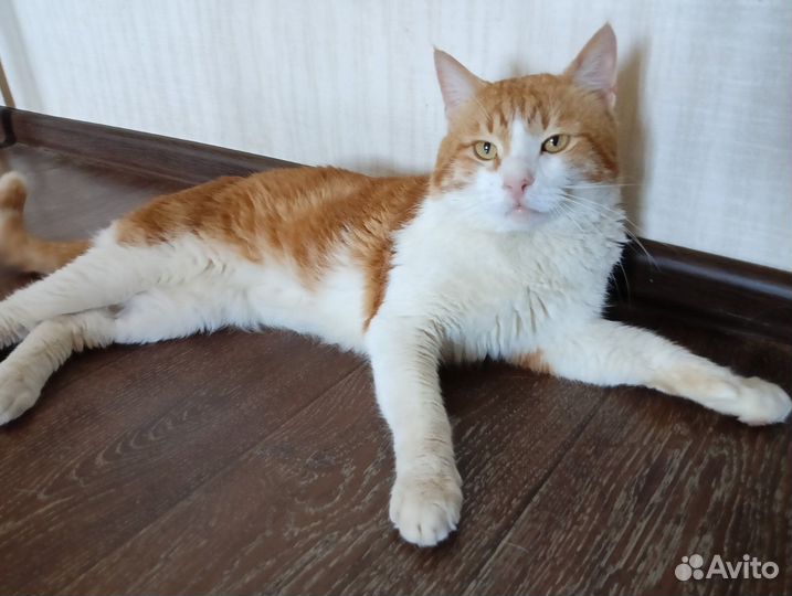 Рыжий кот