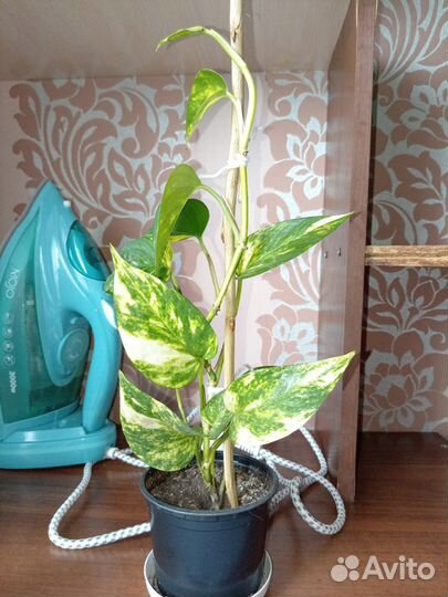 Комнатные цветы