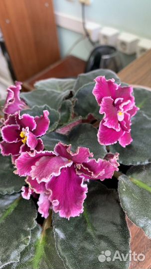 Узамбарские фиалки